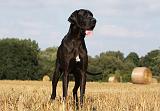 DOGUE ALLEMAND 283